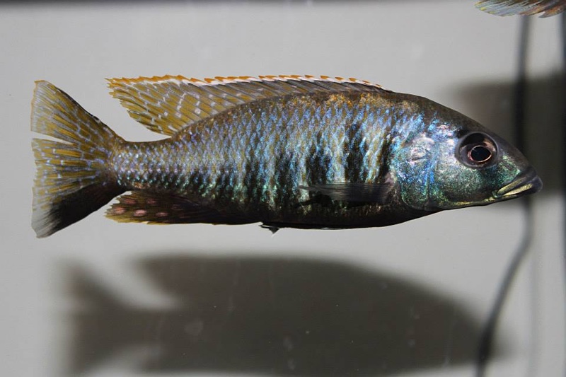 Sciaenochromis sp. 'nyassae' Liwani